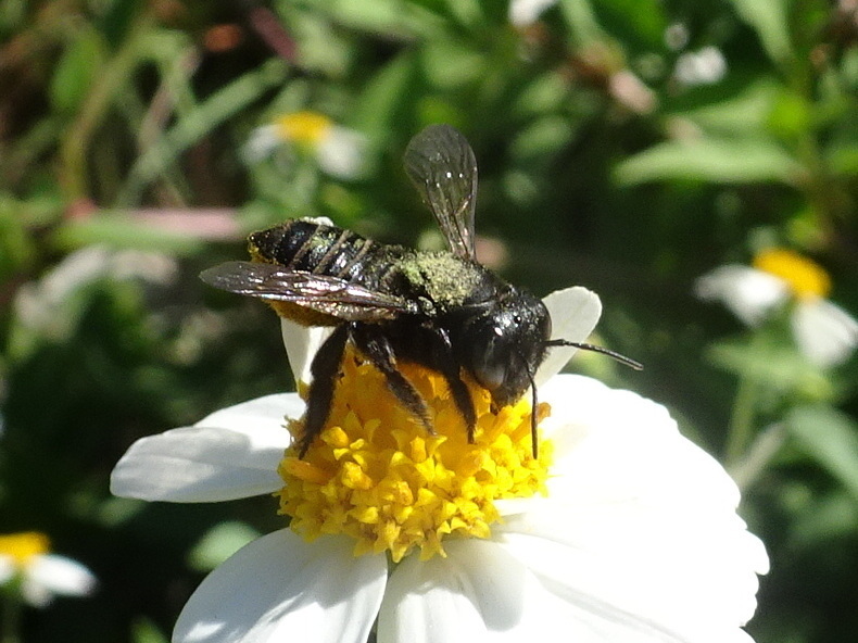 Hoary Leaf-cutter Bee