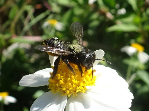 Hoary Leaf-cutter Bee