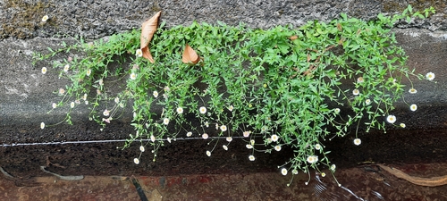 Erigeron karvinskianus image