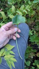 Micranthes odontoloma