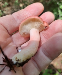 Russula sanguinea