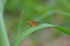 Acraea