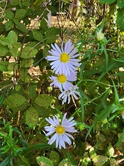 Symphyotrichum novi-belgii