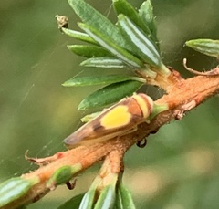 Colladonus clitellarius