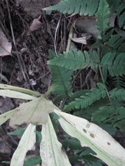 Lilium tsingtauense