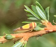 Colladonus clitellarius