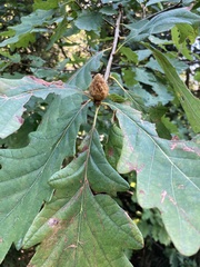 Andricus foecundatrix