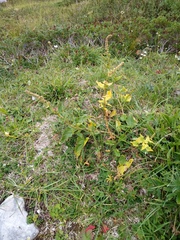 Blitum bonus-henricus