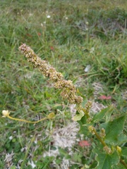 Blitum bonus-henricus