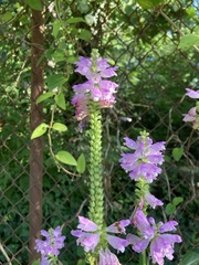 Physostegia