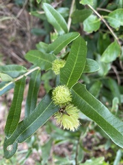 Andricus quercusfoliatus