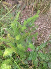 Meum athamanticum
