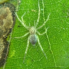 Anyphaena