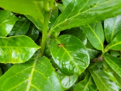 Diptera