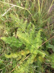 Meum athamanticum