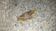 Epobeidia lucifera extranigricans