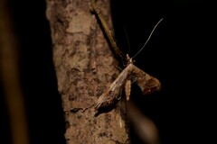 Euthrausta phoenicea