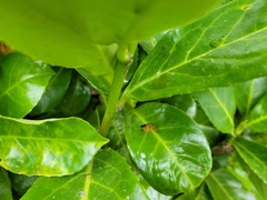 Diptera