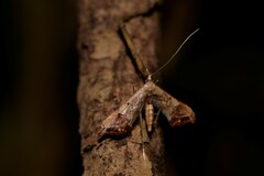 Euthrausta phoenicea