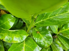Diptera