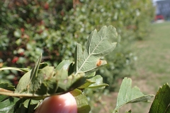 Gymnosporangium clavariiforme