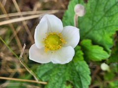 Eriocapitella vitifolia