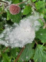 Eriocapitella vitifolia