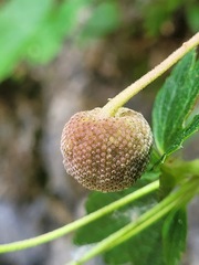 Eriocapitella vitifolia