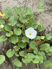 Ipomoea imperati