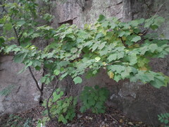 Alangium platanifolium