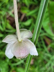 Eriocapitella vitifolia