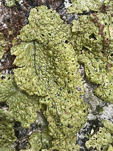Common Toadskin Lichen