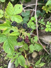 Rubus
