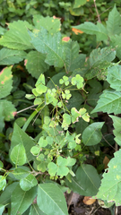 Oxalis stricta