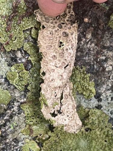 Common Toadskin Lichen