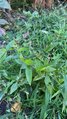 Persicaria longiseta