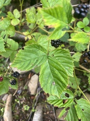 Rubus