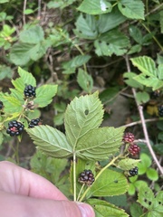 Rubus