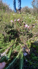 Lampranthus
