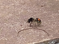 Hoplomutilla spinosa