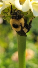 Bombus
