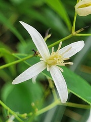 Clematis uncinata