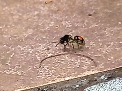 Hoplomutilla spinosa