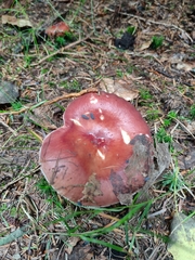 Russula sanguinea