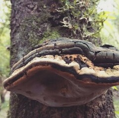 Fomes fomentarius