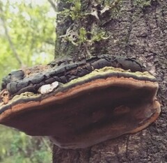 Fomes fomentarius