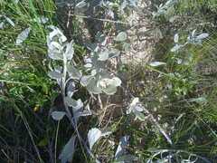 Senecio crassiflorus
