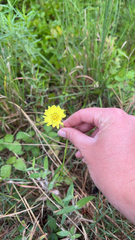 Pyrrhopappus carolinianus