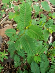 Chamaecrista fasciculata