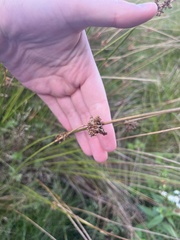 Juncus